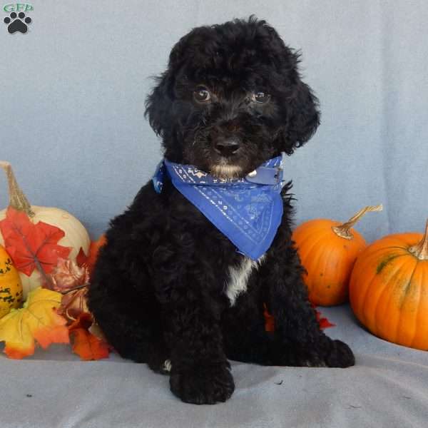Smokey (medium), Mini Sheepadoodle Puppy
